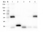 Anti-Rat IgG (H&L)  (Rhodamine Conjugated) Secondary Antibody